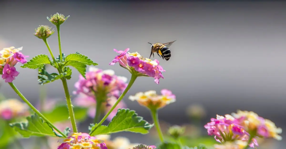 Pourquoi et comment attirer les pollinisateurs dans votre jardin