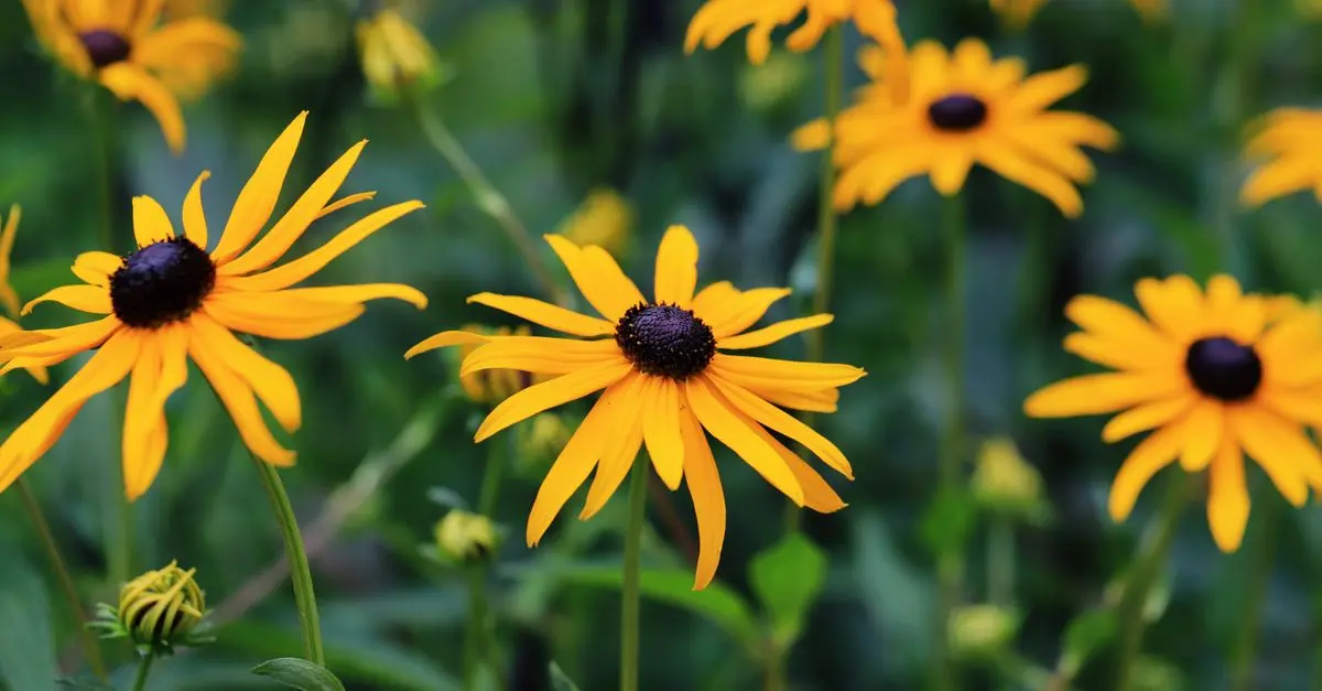 Todo sobre las plantas autóctonas y su integración en el jardín