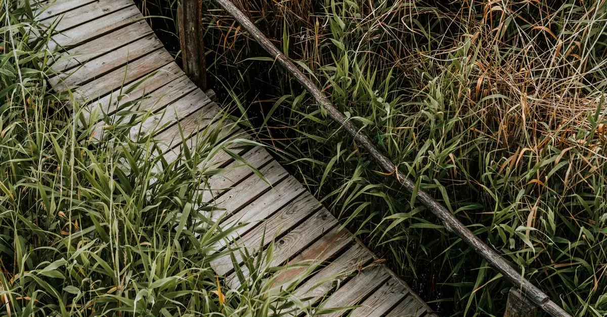 The Essential Elements of a Successful Influencer Path