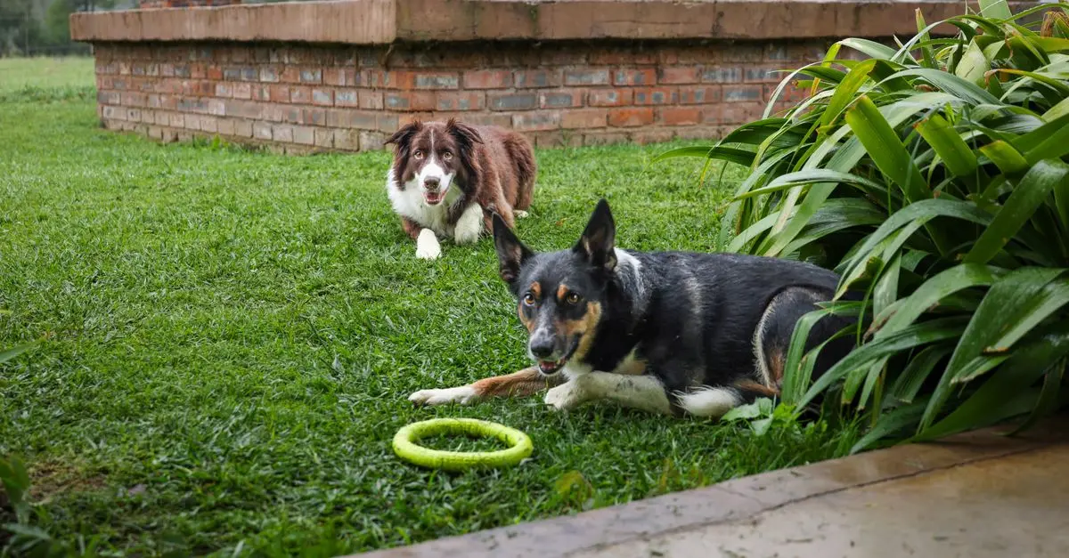 How to Create an Engaging Environment for Your Pets
