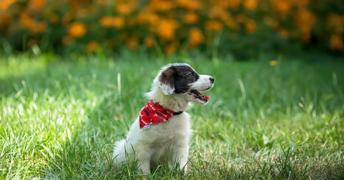 10 Essential Tips for Enhancing Your Pet's Quality of Life