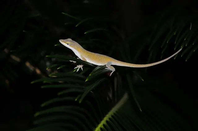 Les meilleures astuces pour créer un habitat favorable à la faune