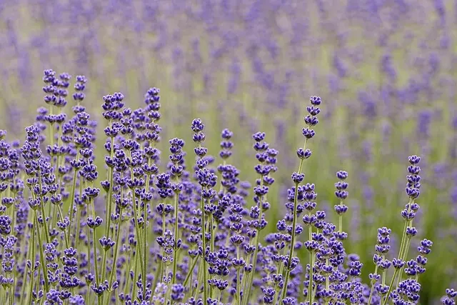 10 Plantes Parfaites Pour Un Jardin Aromatique Épanouissant