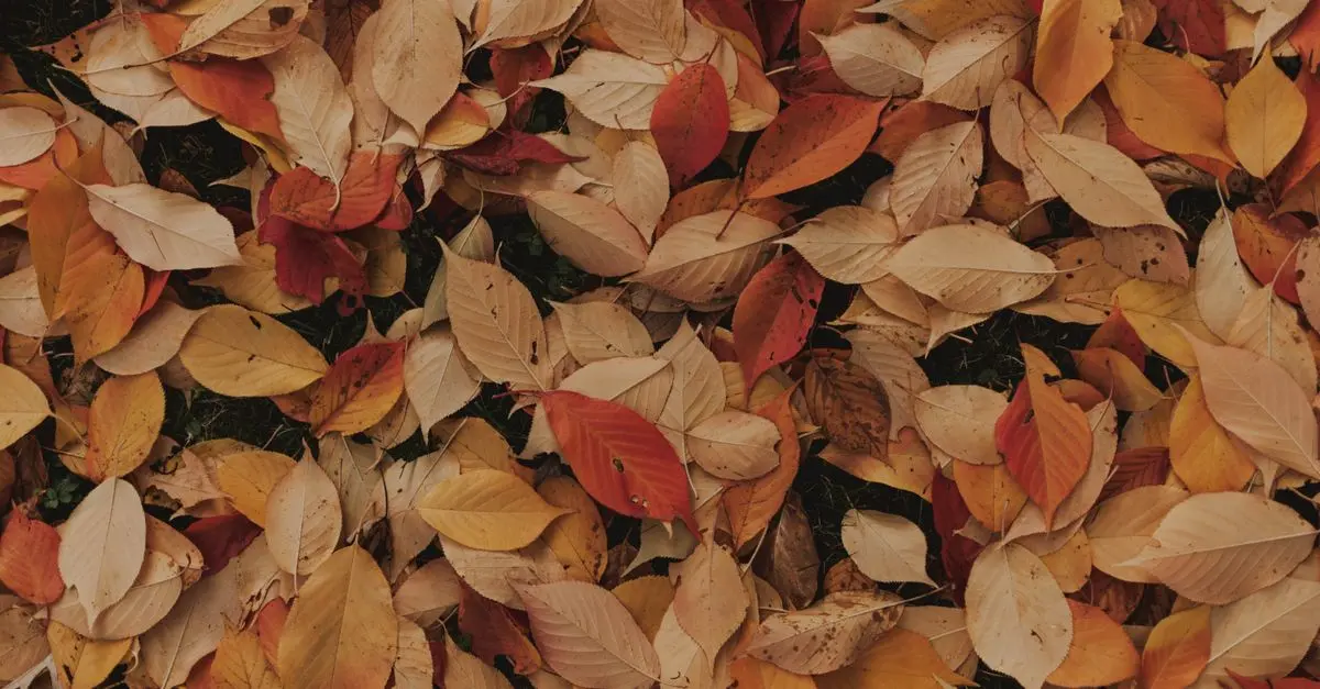 Trucs et Astuces pour les Ventes Privées pendant l'Automne