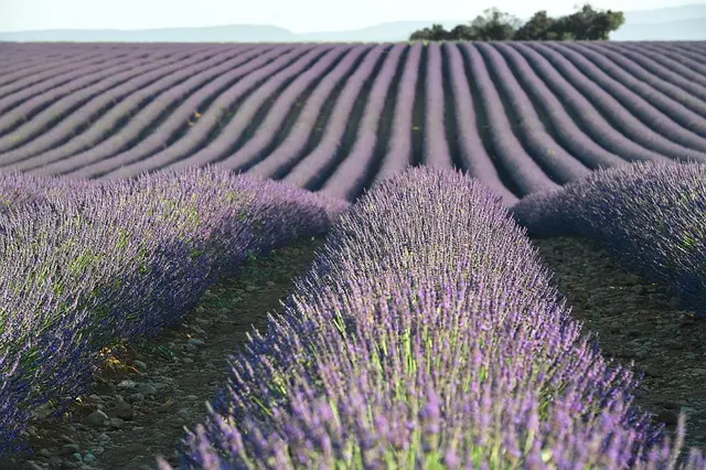Les Herbes Aromatiques de Provence : Incontournables en Cuisine