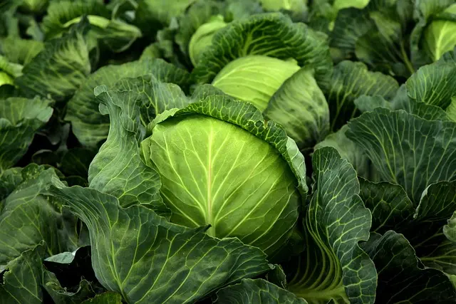 Comment préparer un poisson frais à la vapeur pour un goût optimal