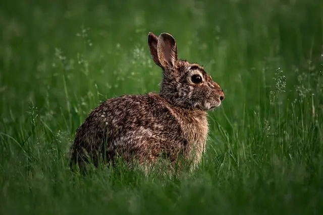 Comment créer un jardin écologique en 5 étapes simples