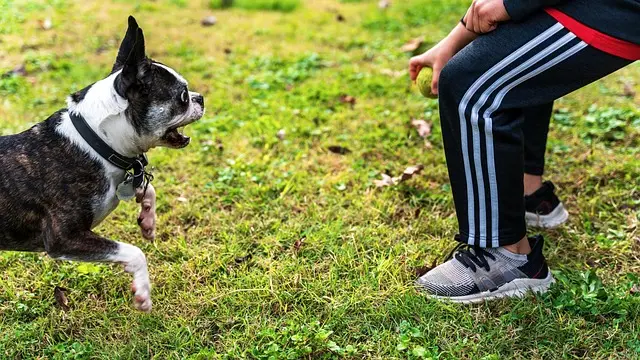 10 Must-Know Strategies for Enhancing Your Pet's Wellness