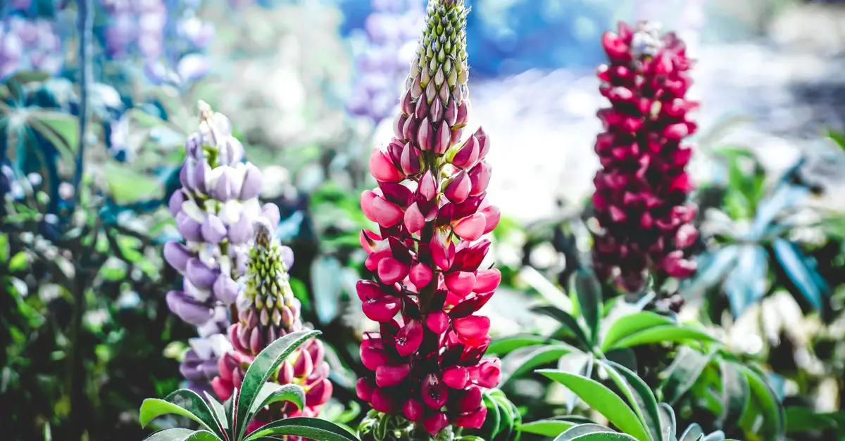 Guía práctica para cultivar flores silvestres en tu jardín