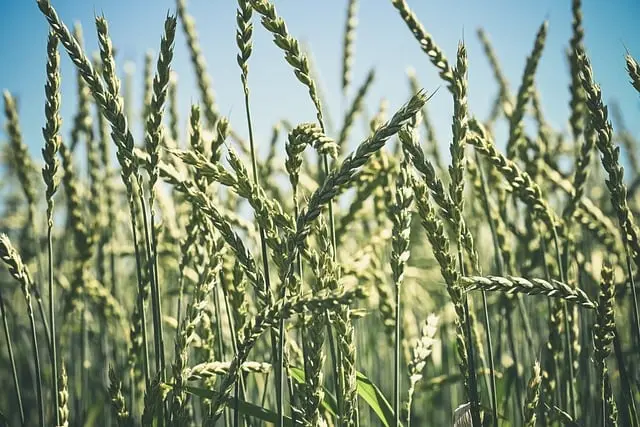 Les meilleures pièces agricoles pour améliorer votre rendement