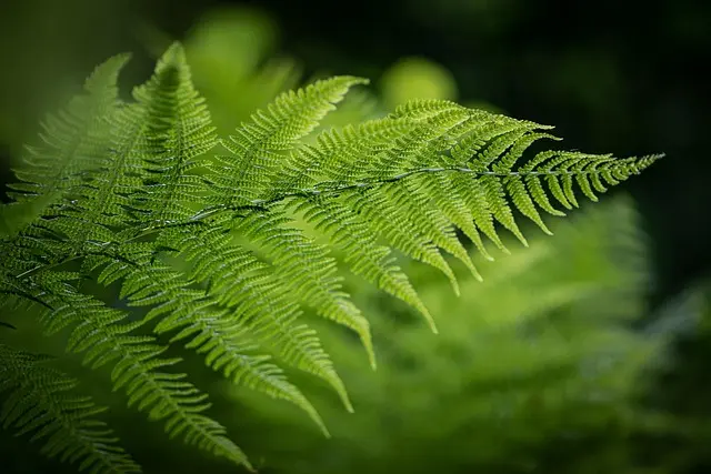 10 Plantes Indispensables pour un Jardin Écologique Épanouissant