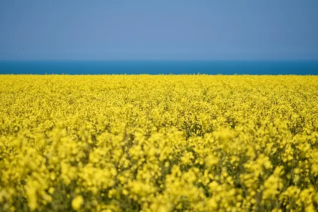 Les Légumes à Cultiver en Conteneur : Guide Complet