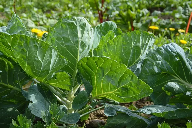 Les Meilleures Variétés de Légumes à Cultiver pour Débutants