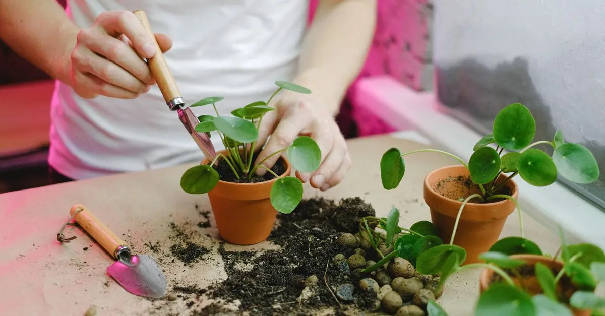 Comment Cultiver des Légumes en Intérieur : Guide Pratique