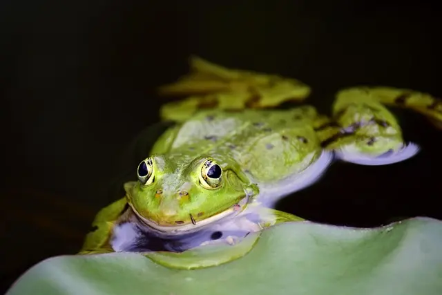 Todo lo que necesitas saber sobre los hábitats de jardín