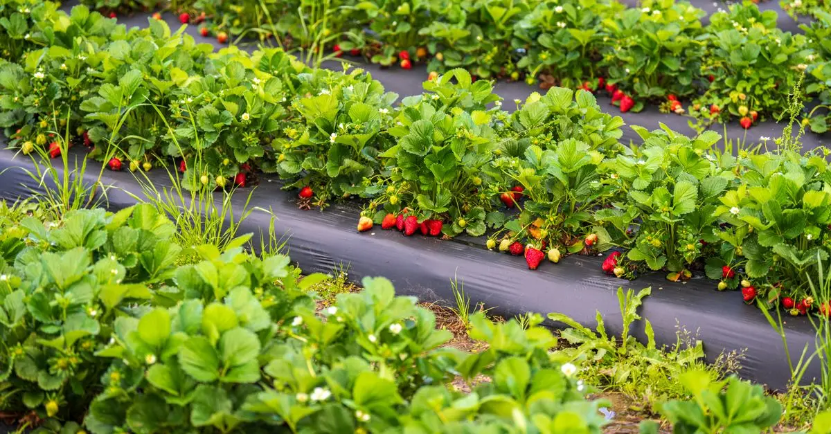 Comment Éviter les Mauvaises Herbes dans Votre Jardin