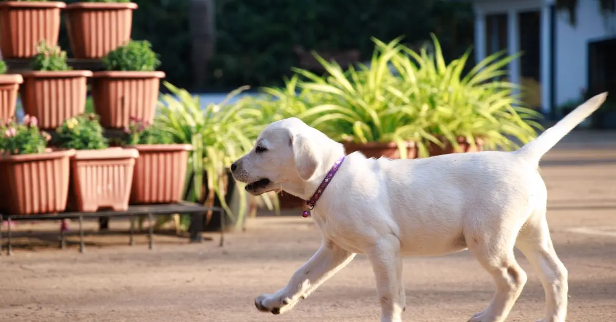 10 Essential Tips for Caring for Your New Pet