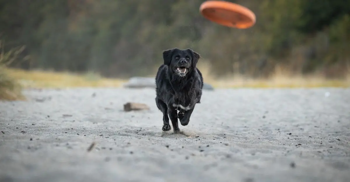10 Essential Tips for Enriching Your Pet's Life