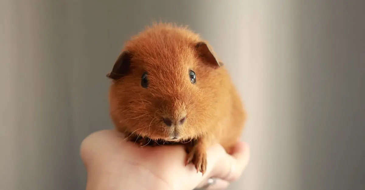 10 Essential Tips for Pet-Friendly Home Maintenance
