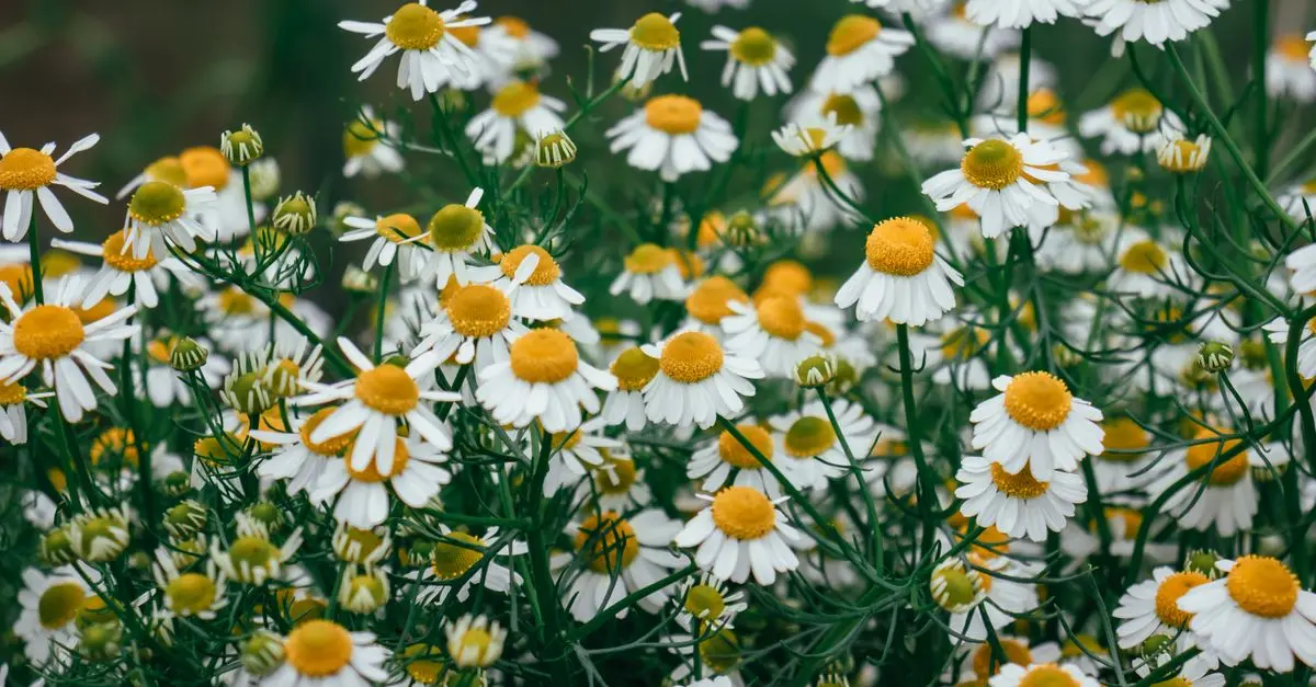 Les 10 Plantes Médicinales qui Favorisent un Sommeil Réparateur