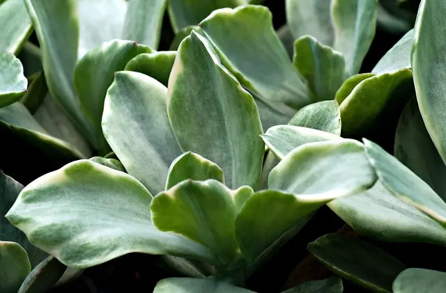 Comment créer un jardin bio écoresponsable : guide pratique
