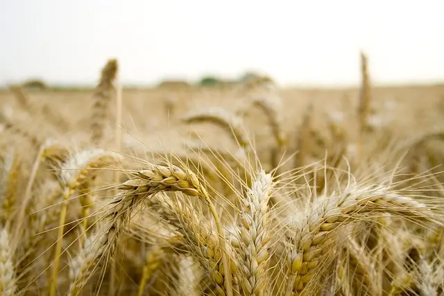Comparatif : Remorque agricole à benne basculante vs fixe