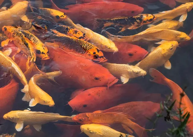 Les Poissons des Rivières : Biodiversité et Adaptations à Découvrir