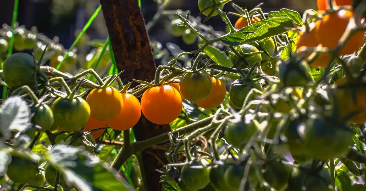Comment réussir la culture des tomates dans votre jardin
