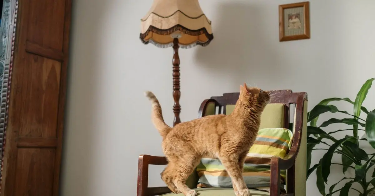 How to Understand Your Pet's Behavior: Key Insights