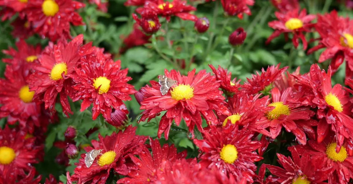 Comment attirer les papillons dans votre jardin naturellement