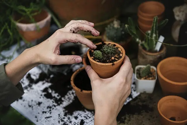Cómo diseñar un jardín ecológico y sostenible: guía práctica