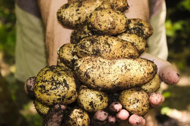 Les avantages de l'agriculture urbaine pour une écologie bio durable