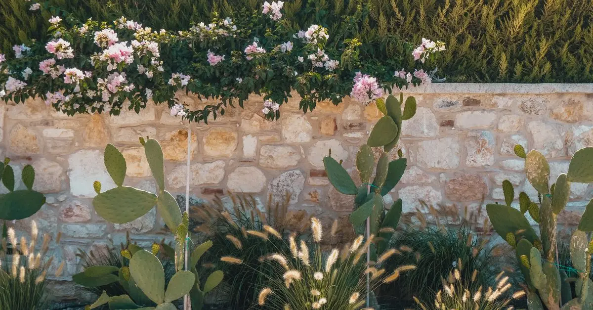 7 Plantes Méditerranéennes à Cultiver Pour Un Jardin Écologique