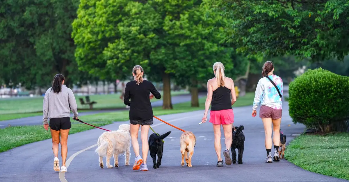 10 Essential Tips for Creating a Welcoming Pet-Friendly Environment