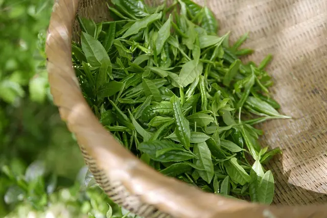 Herbes médicinales pour un bien-être naturel au quotidien