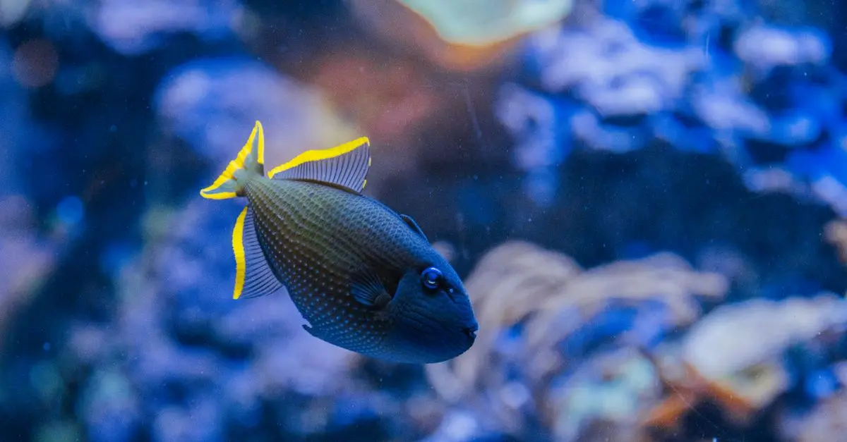 Top 10 des poissons du monde à découvrir absolument