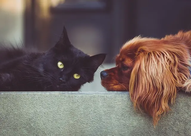 How to Create a Safe Habitat for Your Pet