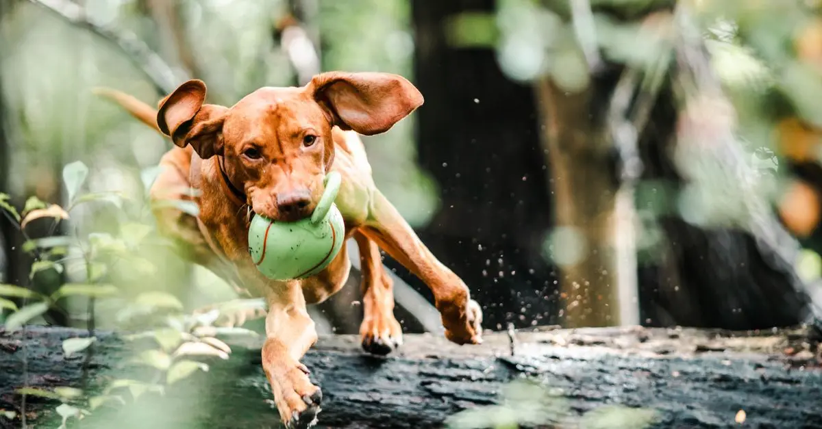Ultimate Guide to the Best Pet Toys - Buyer's Guide