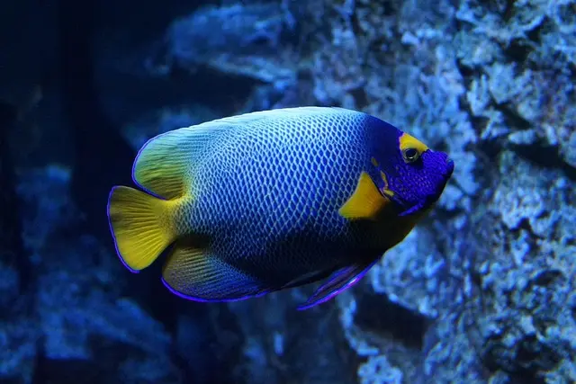 Les poissons les plus colorés du monde à découvrir