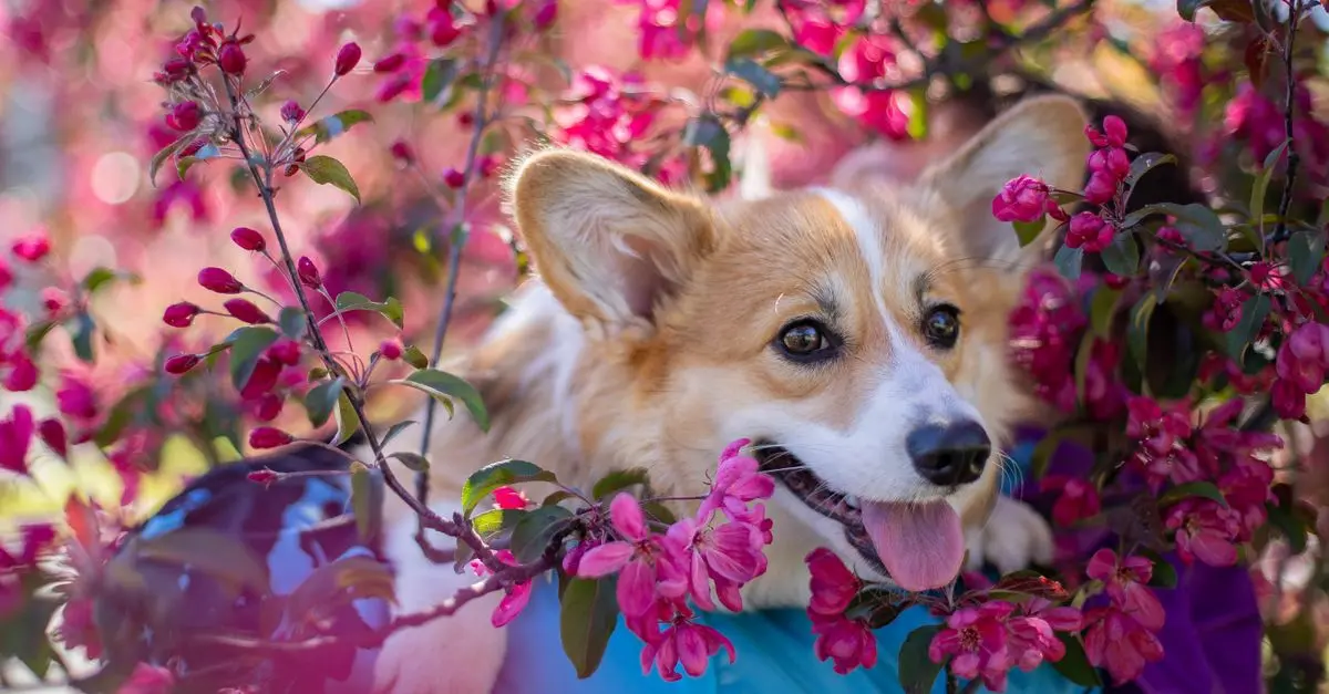 10 Essential Tips for Enriching Your Dog's Life
