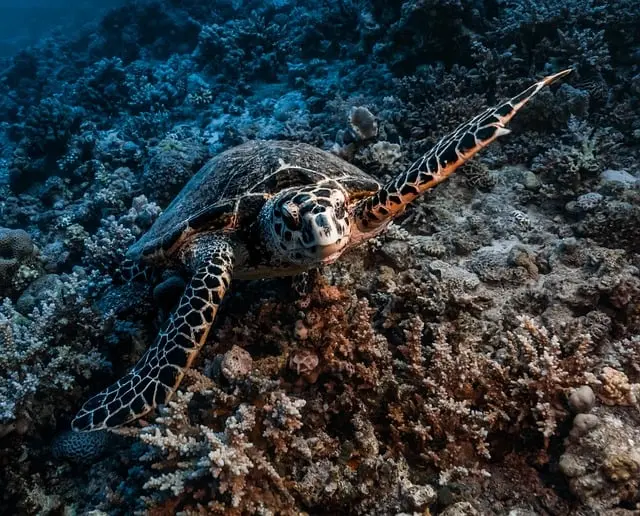 Les meilleures pratiques pour réussir vos explorations sous-marines