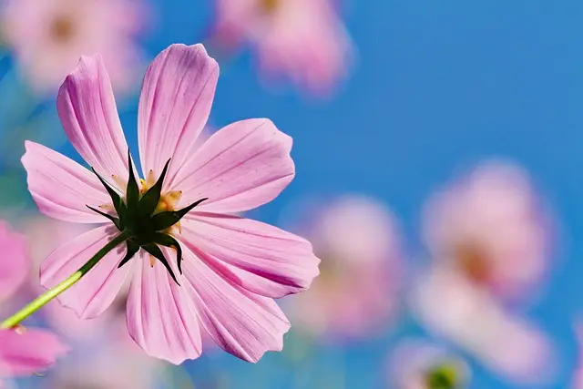 Cómo hacer un jardín de flores silvestres en casa: guía paso a paso