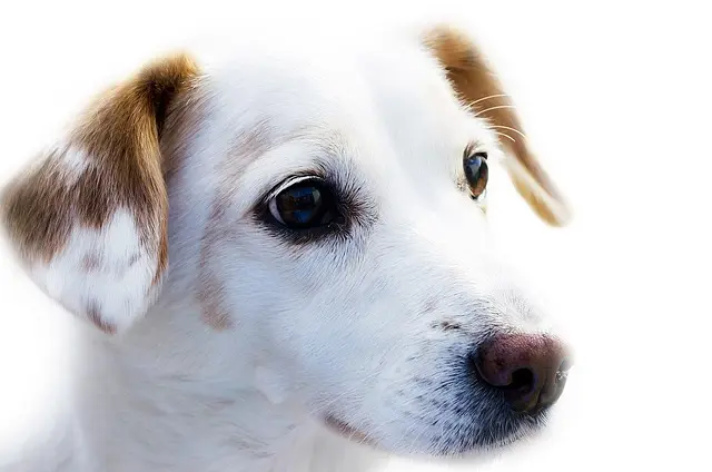 Understanding Your Pet's Needs: A Comprehensive Guide