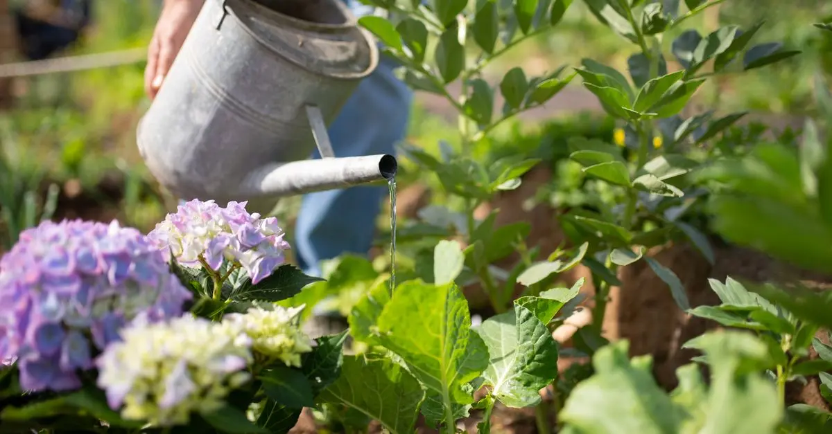 Guide Pratique pour Entretenir Vos Légumes en Équilibre