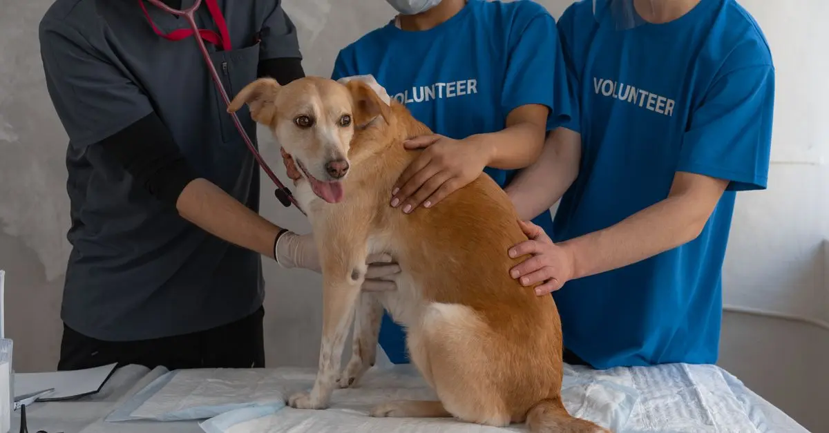 Les soins dentaires essentiels pour chiens seniors