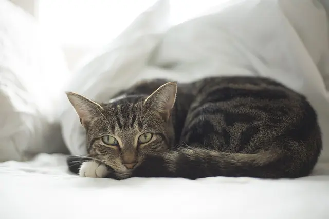 10 Essential Features Every Pet Zone Should Have