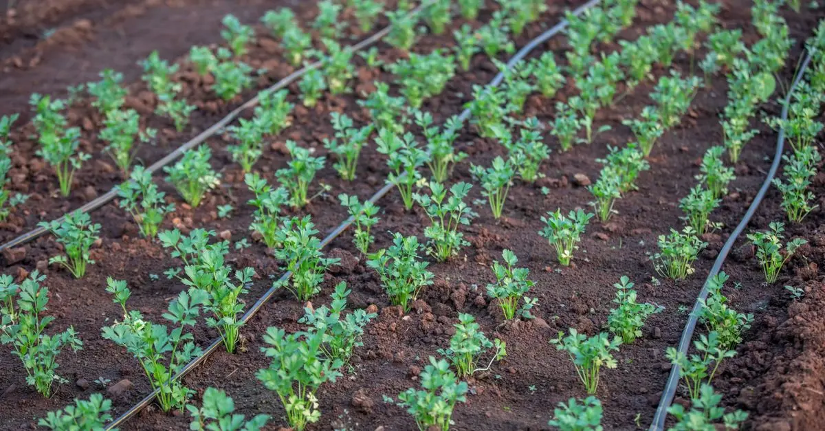 Les meilleures techniques pour un système d'irrigation efficace