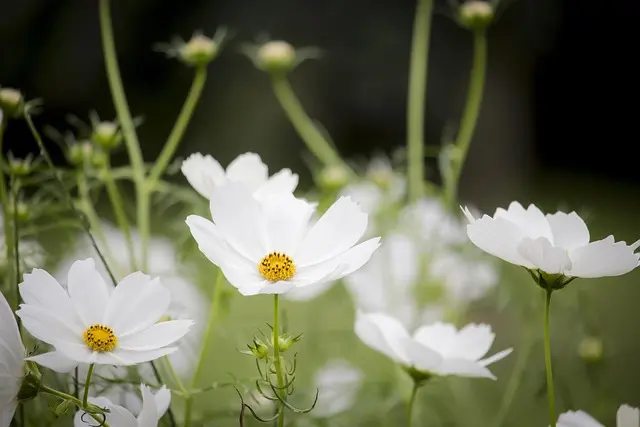 10 consejos para cultivar flores silvestres en tu jardín