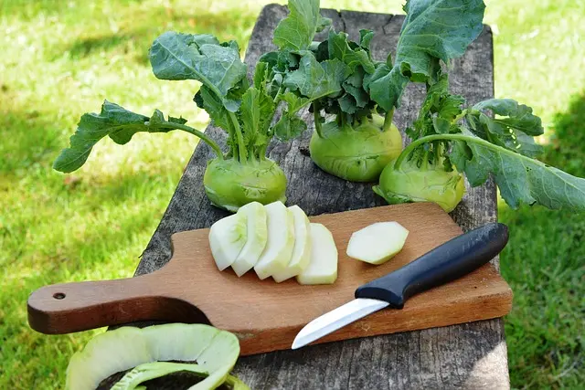 10 Conseils pour Débuter un Jardin Potager Écologique