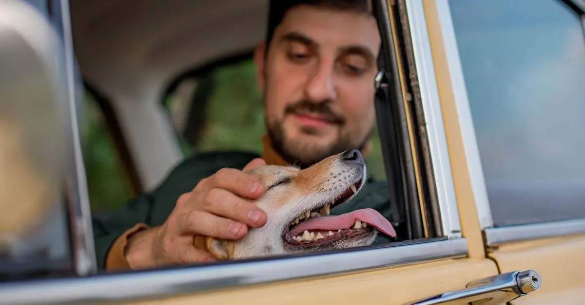 Cómo viajar con mascotas: guía completa